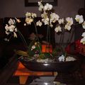 Nouvelle orchidée!!