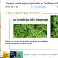 🌿 ARTEMISIA ABROTANUM Par Paysagiste Pays Basque et Paysagiste Landes.