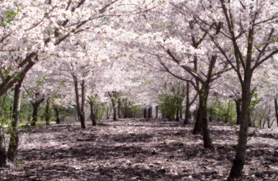 Sakura