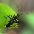 Hadrodemus ( ?) Miridae