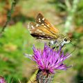 Hesperia comma (Linnaeus, 1758)