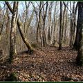 Petite balade en forêt.