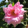  'François Foucard', 'Auguste Roussel', des roses anciennes hybrides de wichuraiana et de macrophylla, obtenues par Barbier... 