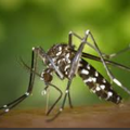 Alerte: La dengue est de retour!