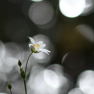 Dans la saison profonde on entend...