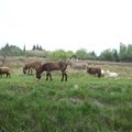 CAMARGUE - ARLES et alentour ...le RHONE - Salin de Giraud "Fin"