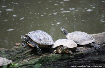 Tortue de Floride (Trachemys scripta elegans)