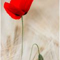 Coquelicot