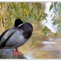 Canards et Cygnes