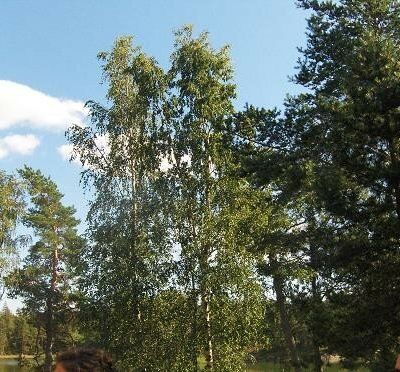 La Finlande c'est vert!