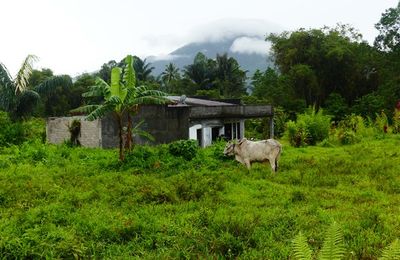 Voyage en Sulawesi - Visite le village de Wolohan et ses chalets de bois Minihasa