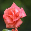 la rose rose du voisin !!