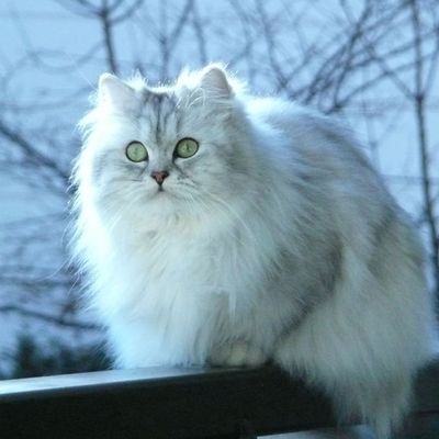 Calice de la Passion Divine