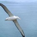 l'albatros