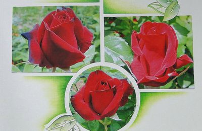 Jolies roses rouges