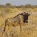 Du 23 au 26/07/2017 : De WINDHOEK à ETOSHA