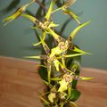 Ma nouvelle orchidée