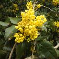 MAHONIA à FEUILLES DE HOUX