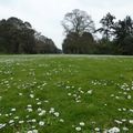 Kew Gardens - les pelouses