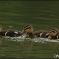 Canards Colver : une sacrée marmaille 