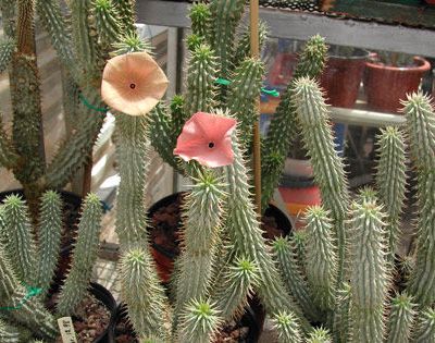 Hoodia gordonii, le problème lié à la qualité de l'extrait de hoodia