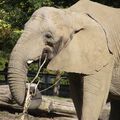 SENEGAL - Un éléphant observé en liberté, une première depuis plusieurs années