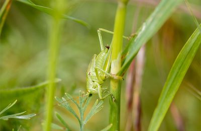 Saison verte ...