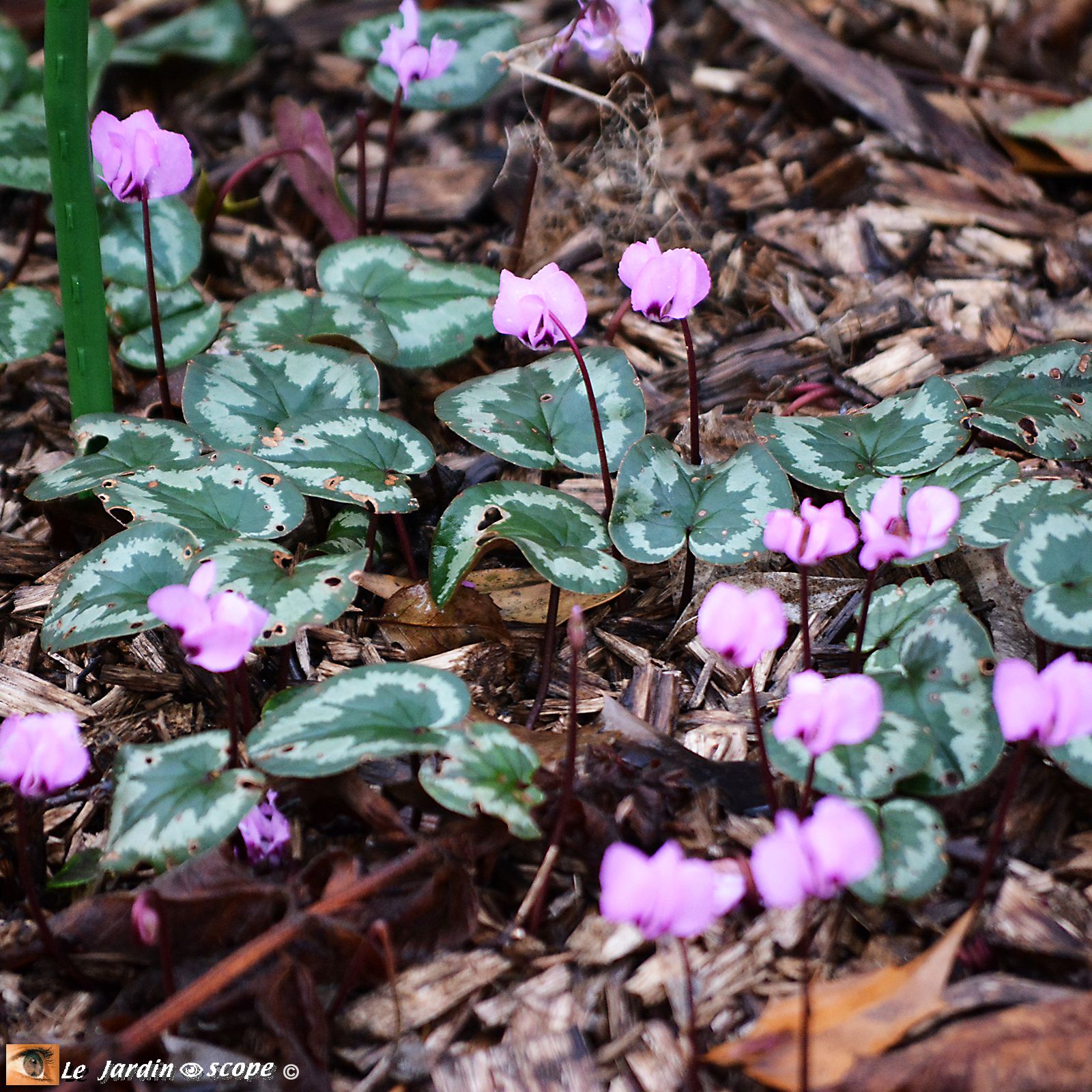 Cyclamen de Naples • Cyclamen hederaefolium