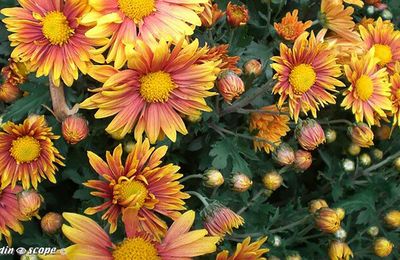 Les chrysanthèmes aux couleurs chatoyantes
