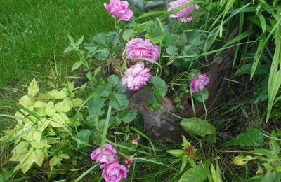 Trois défis de mai et quelques fleurs avant l'orage