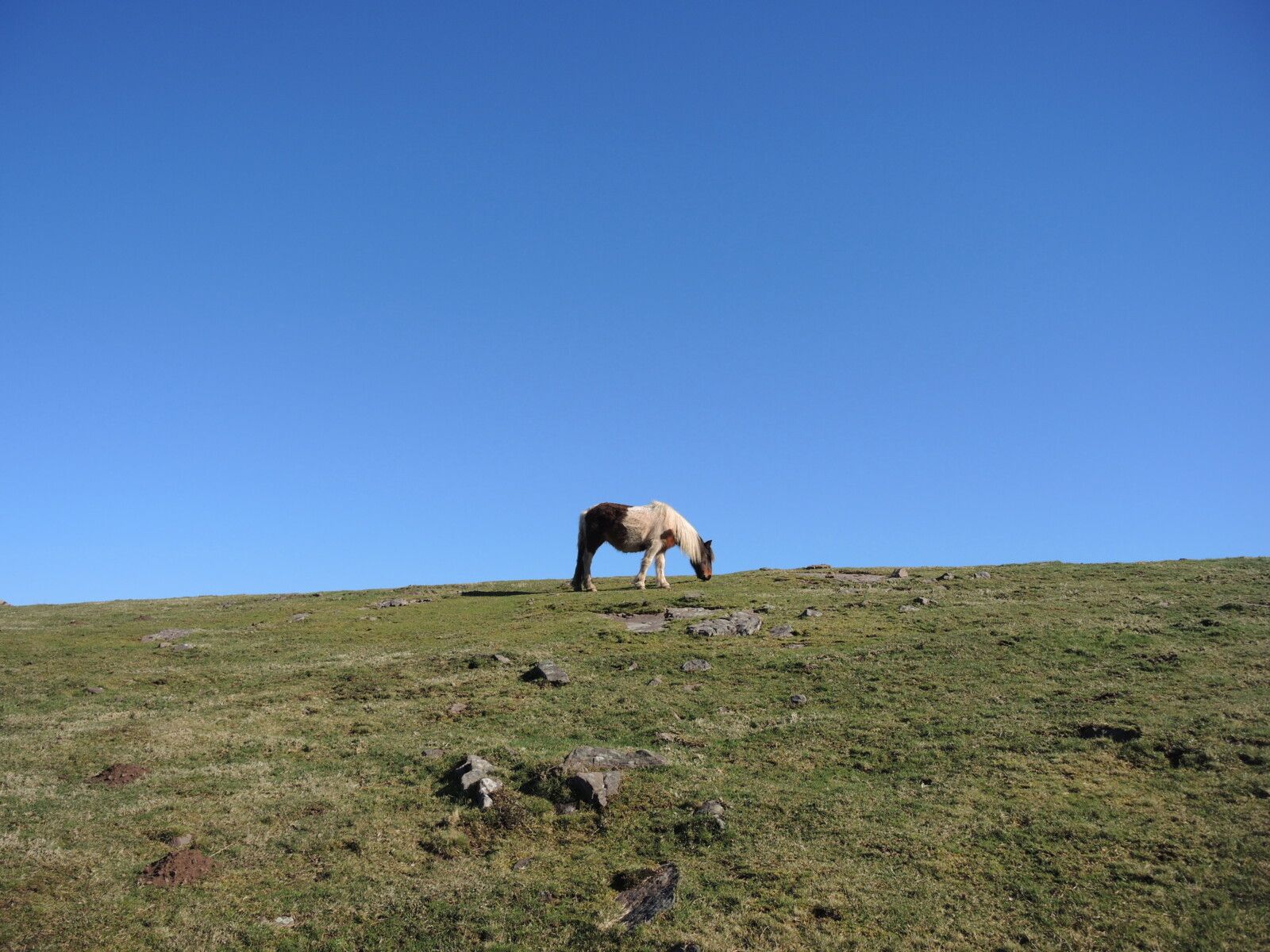 Larla, dernière montée, pottok et ciel bleu (64)