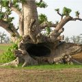 Baobab le genereux...