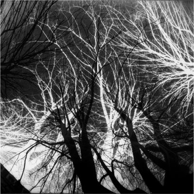 plante un arbre ! (suite 3)