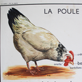 Collection ... Affiche scolaire LA POULE / LE PIGEON 