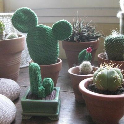 cactus manie