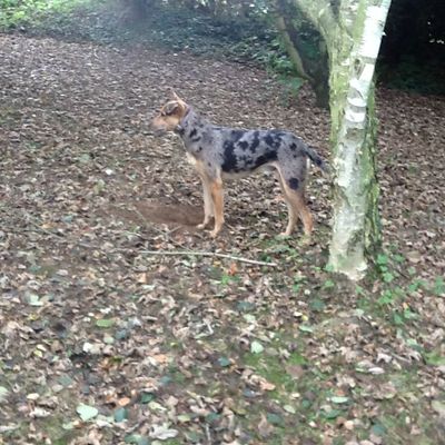 La chasse aux souris