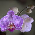 fleur d'orchidée en couleur