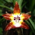 Orchidea de Costa Rica