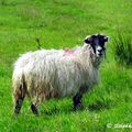 L'enfant-mouton irlandais