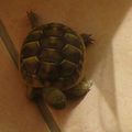 nouvelle arrivante une tortue de 3mois 