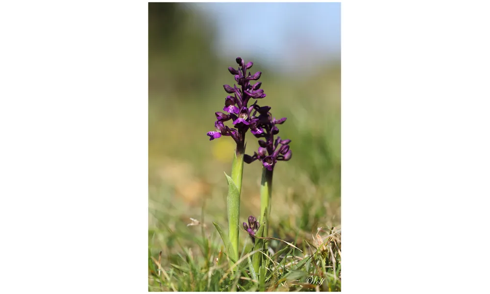 Quelques orchidées de fin mars 25