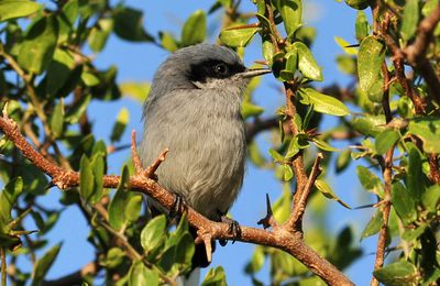 Gobemoucheron masqué (Polioptila dumicola)