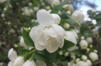 LE BOUQUET DU VENDREDI...
