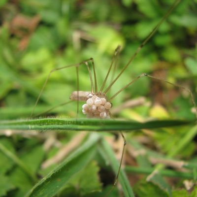 Pholcus phalangioides ?