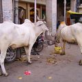 old delhi (quartier de l'hotel)