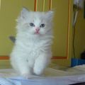 Les chatons de Faltazi ont ... bientôt ... 8 semaines