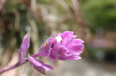Tillandsia cacticola prépare sa floraison