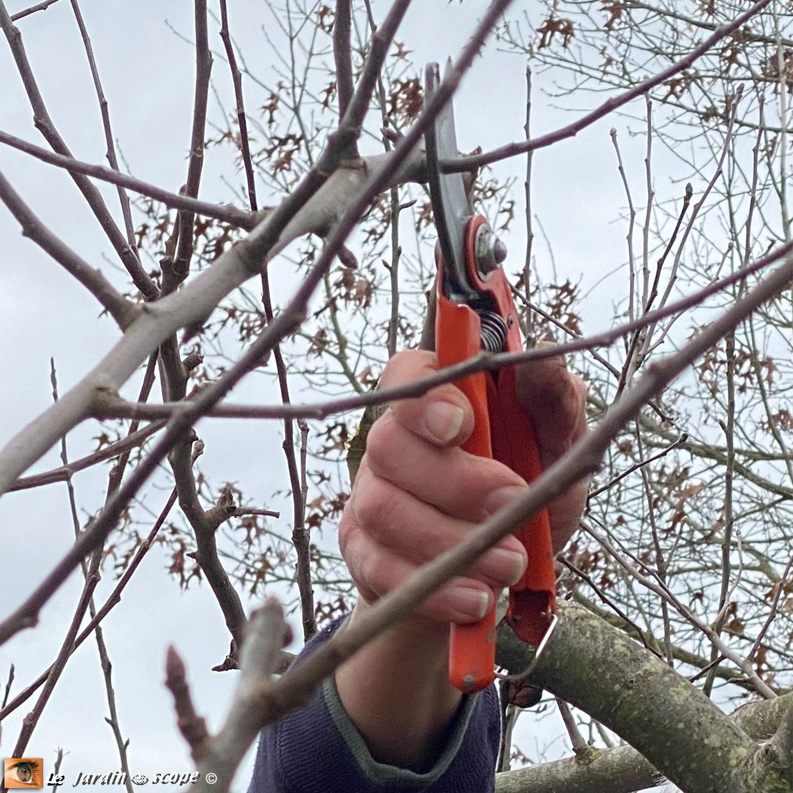Taille des fruitiers à pépins