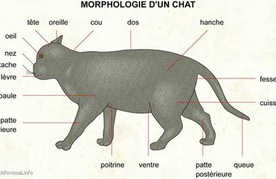Morphologie du chat