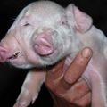 Un porc naît avec trois yeux et deux groins